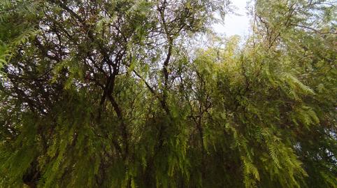 Foto 3 de Finca rústica de lloguer a Jubalcoi, Elche / Elx