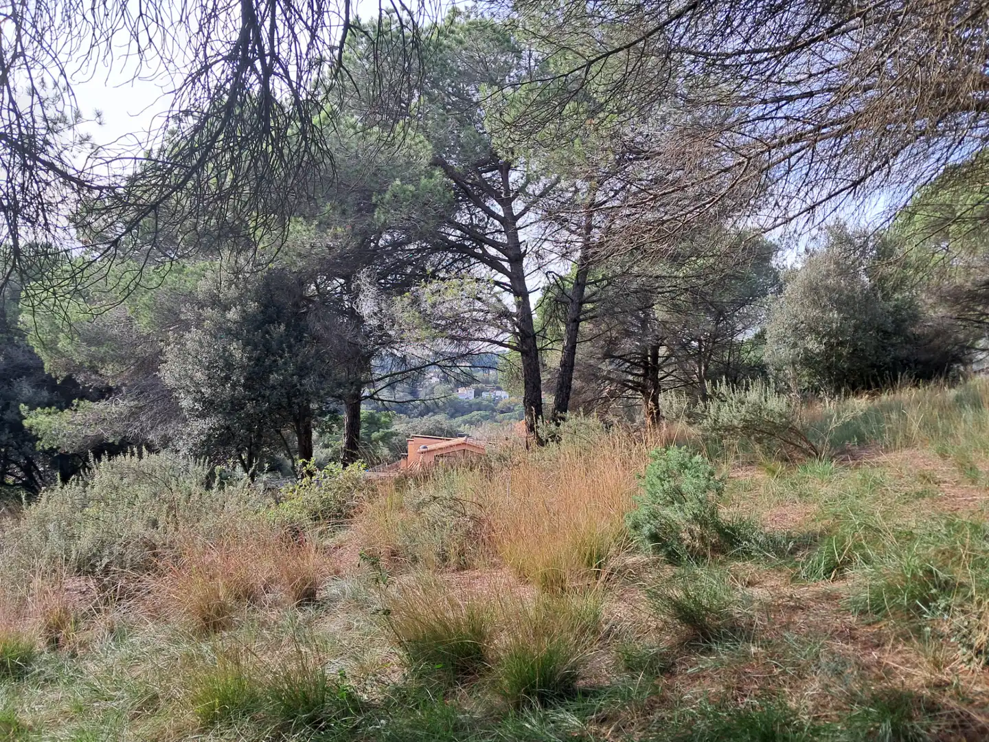 Residential land for sale in Carrer de Sant Bernat 72, imagen 3