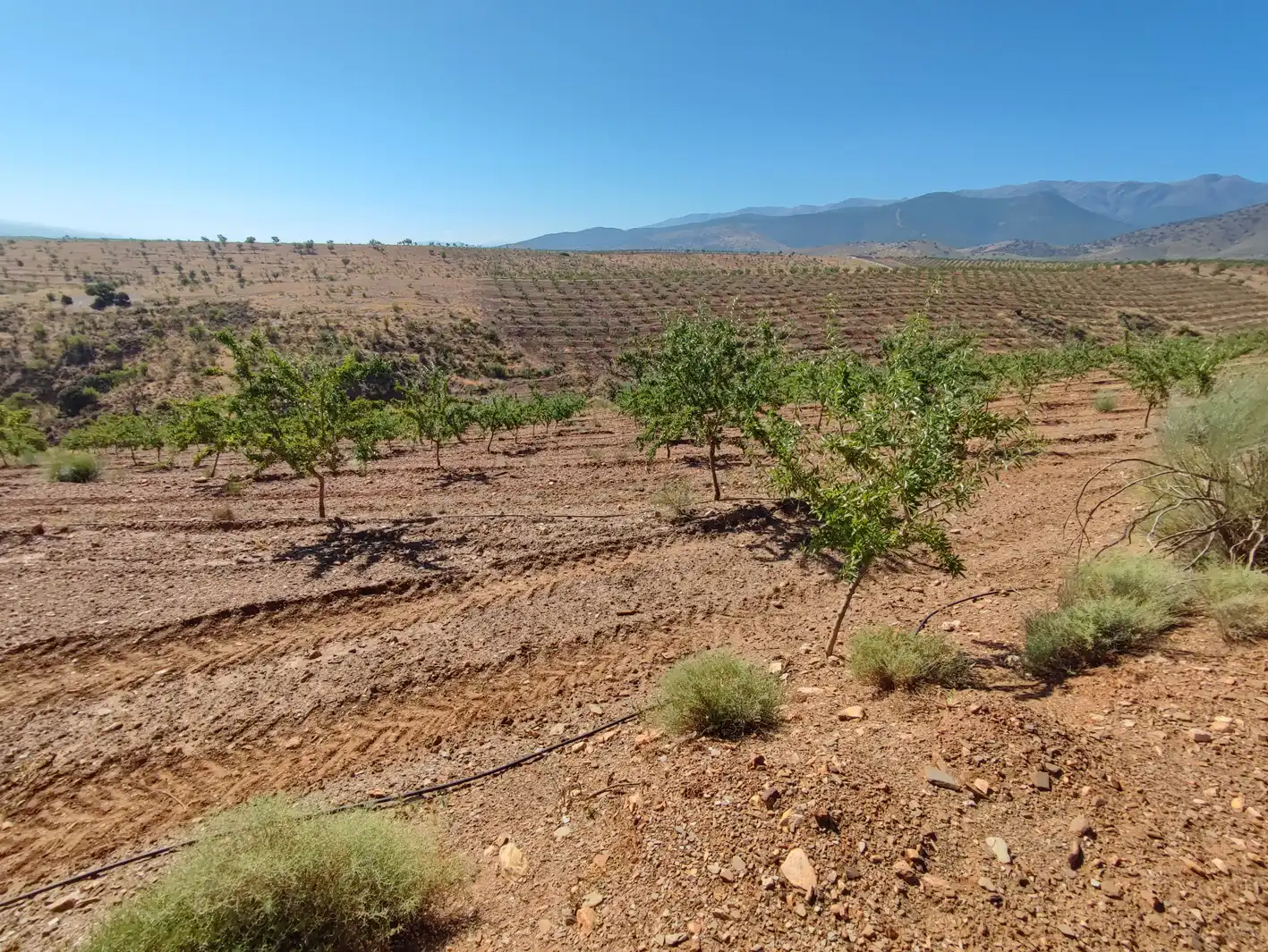 Land for sale in Huéneja