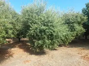Garden of Land for sale in La Masó