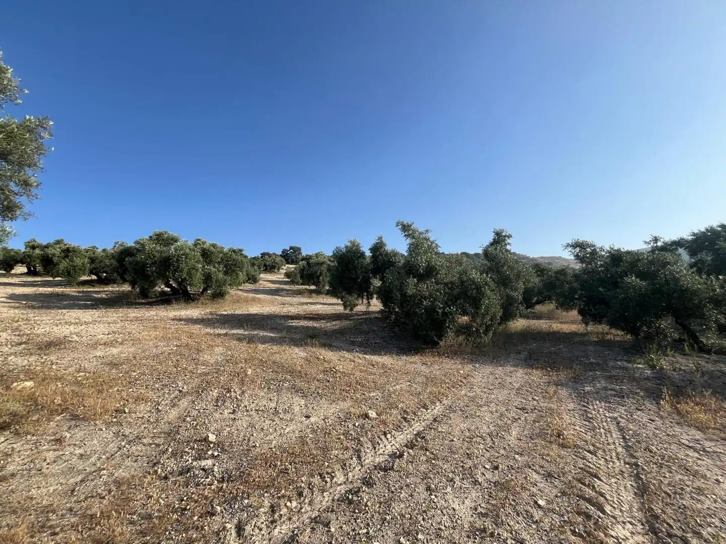 Finca rústica en venta en Lucena