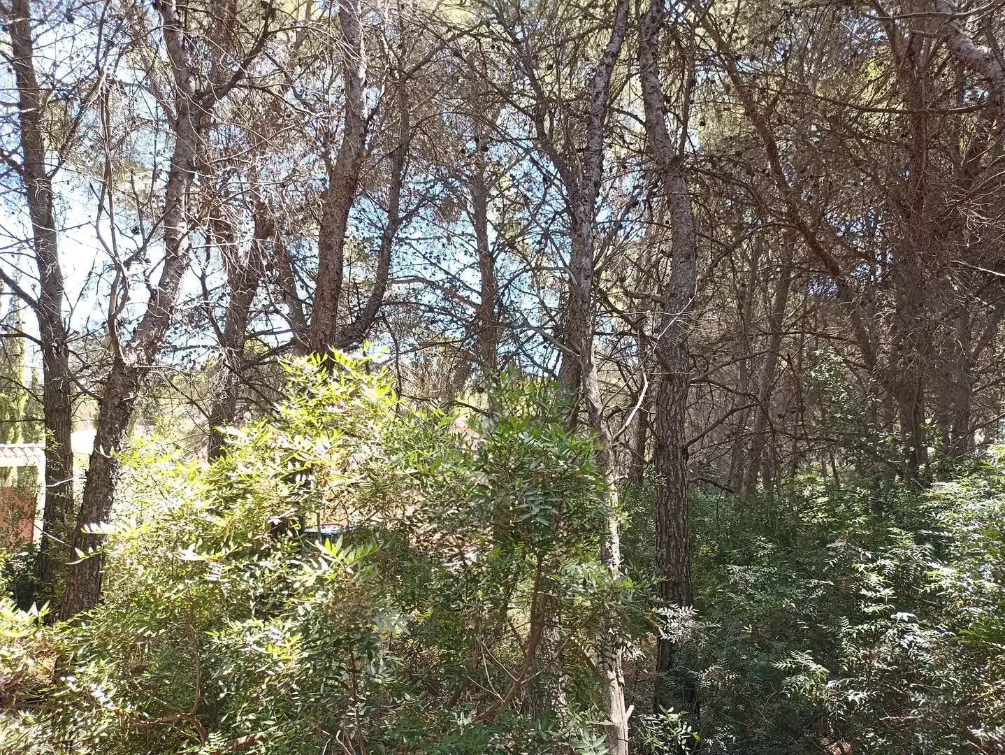 Terreno residencial en venta en Pinar del Advocat - Cometa, imagen 4