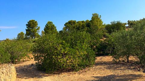 Foto 5 de Finca rústica en venta en Xerta, Tarragona
