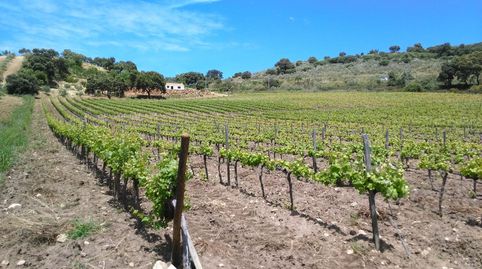 Finca de viñedos, imatge 2