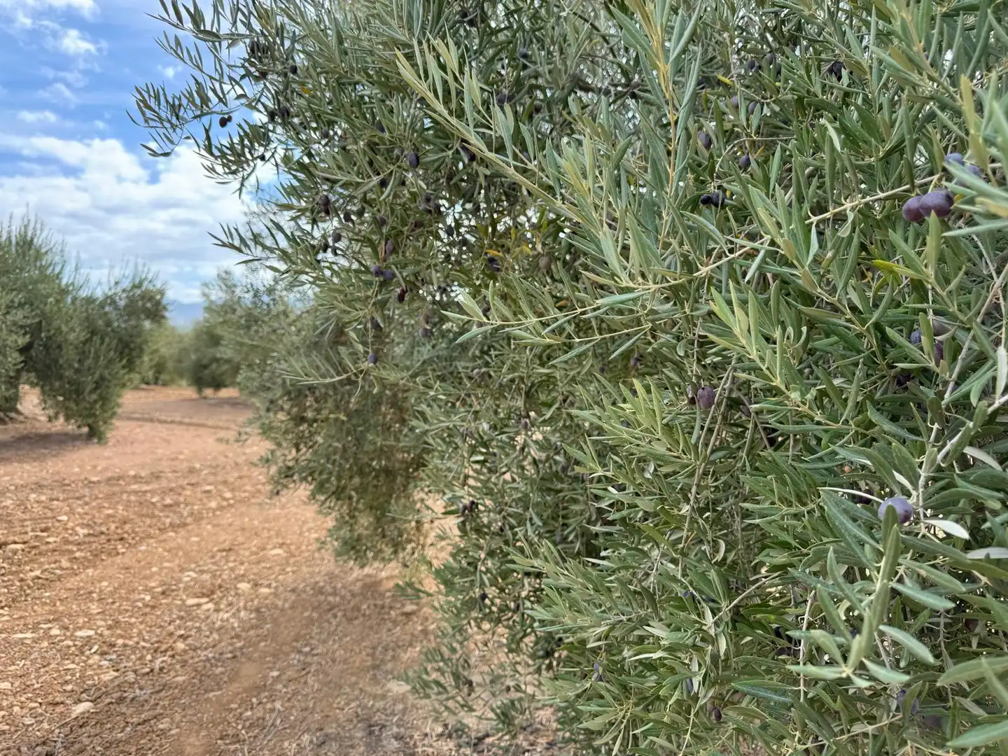 Terreni e lotti in vendita a Alcaudete