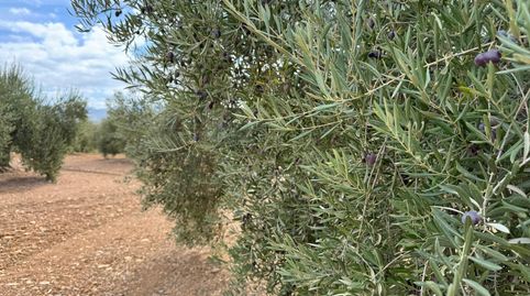 EXCELENTE PARCELA DE OLIVOS CON ALGO DE AGUA EN SANTA CASILDA