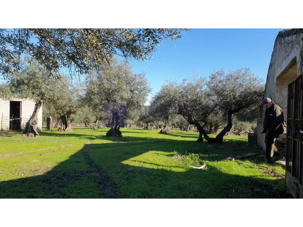 Houses for sale in Diseminados S Miguel, Alcántara