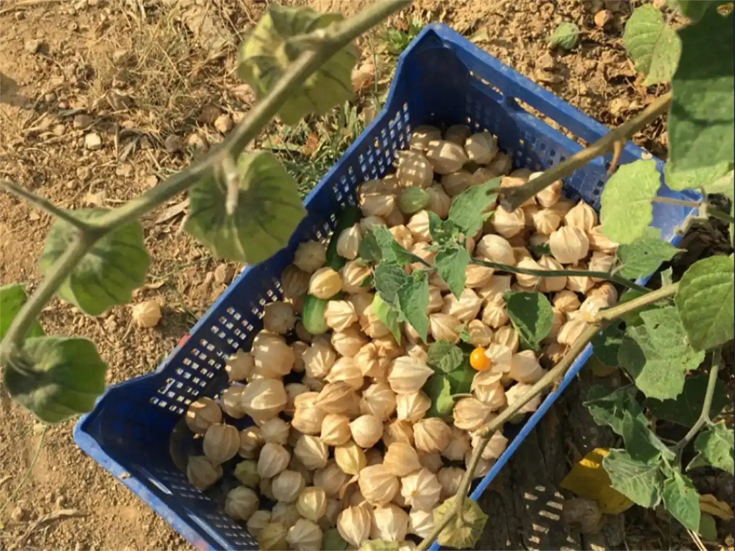 Jardí de Finca rústica en venda en Salomó