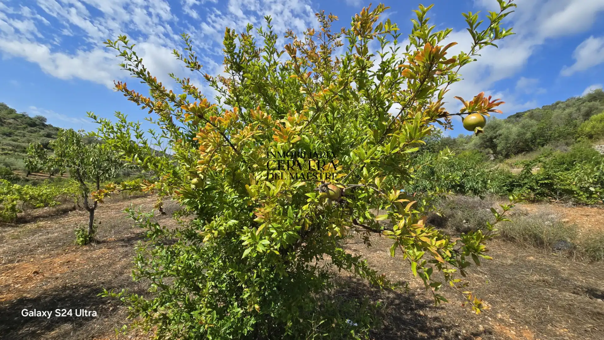 Terreno rustico in vendita a Cervera del Maestre, imagen 13