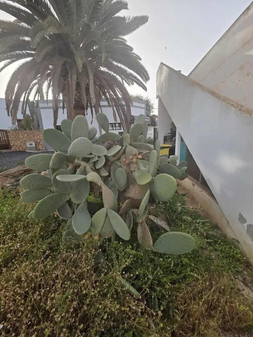 Country house for sale in Tefía - Tetir, imagen 2