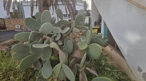 Foto 2 de Finca rústica en venta en Tefía - Tetir, Puerto del Rosario