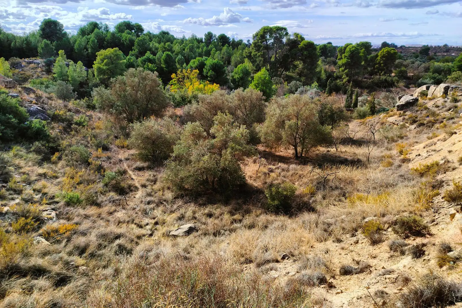 Terreni e lotti in vendita a Fajuelas