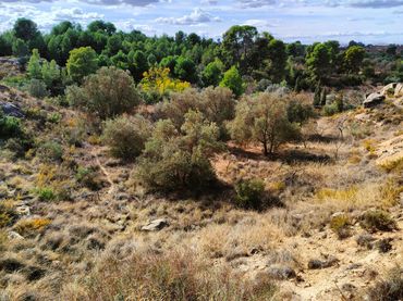 Terreno rustico in vendita a Fajuelas