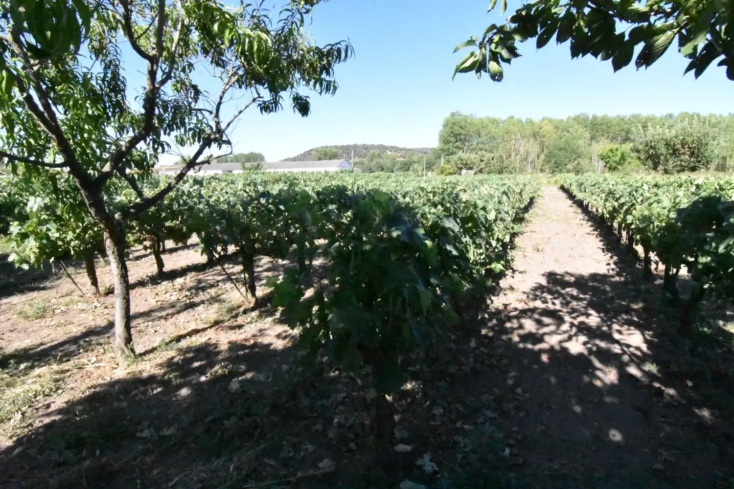 Vista exterior de Finca rústica en venta en Ciudad Rodrigo