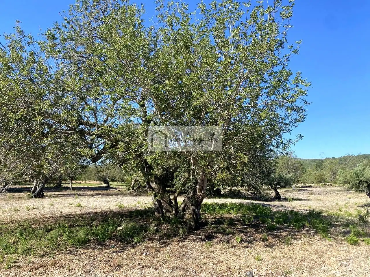 Terreno rustico in vendita a Rabasada, imagen 15