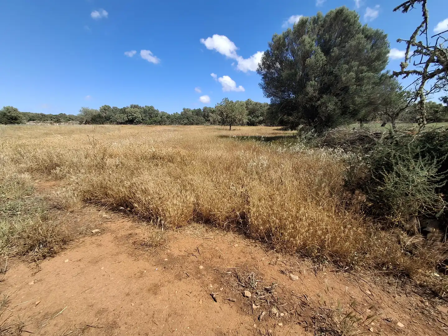 Rural land for sale in Felanitx Poble, imagen 5