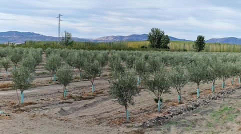 FINCA EN LA VEGA ENTRE SANTA FE Y EL JAU, 55 MARJALES, immagine 4