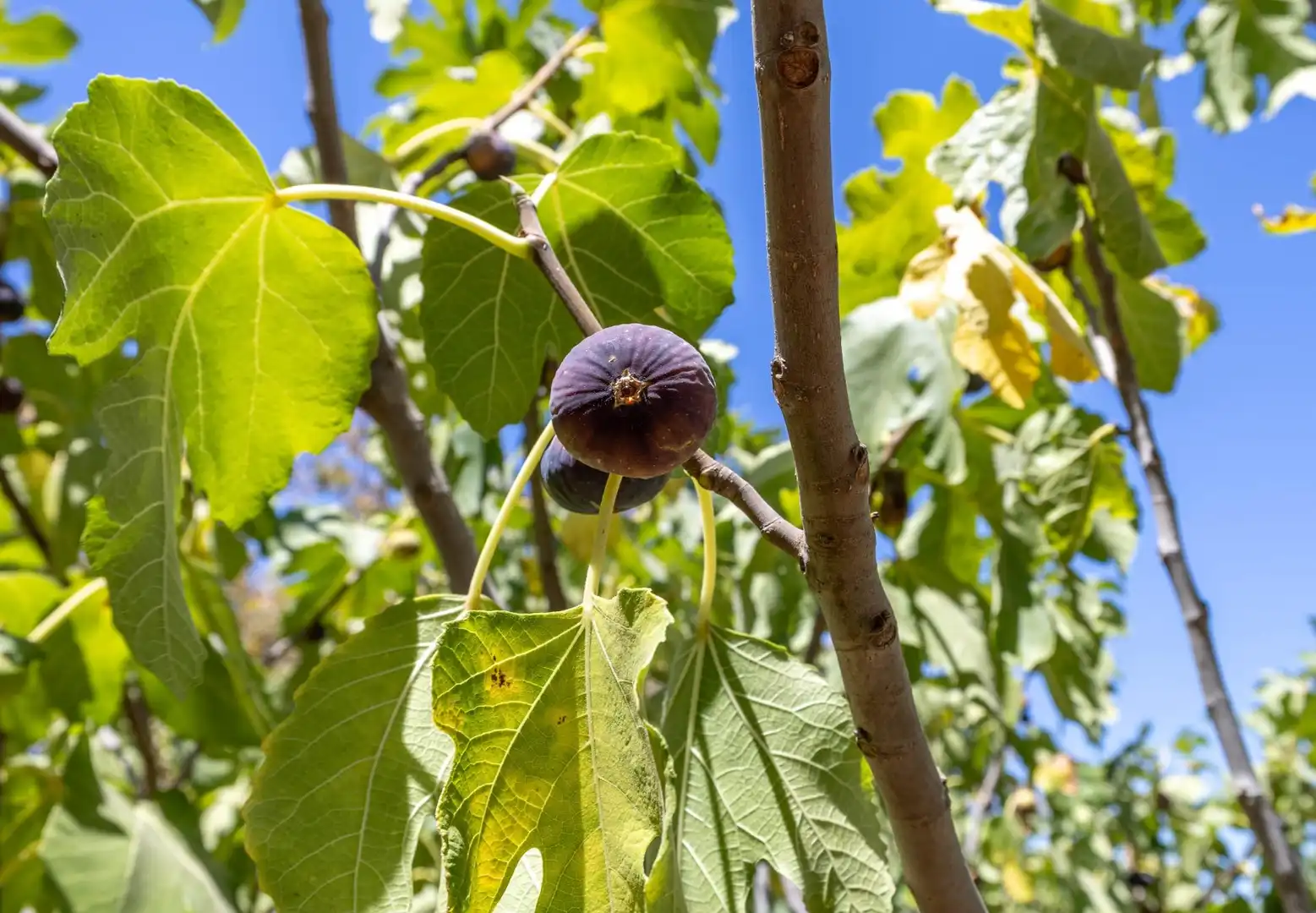 Terrenys i solars en venda a Santiago - Coronación, imagen 58