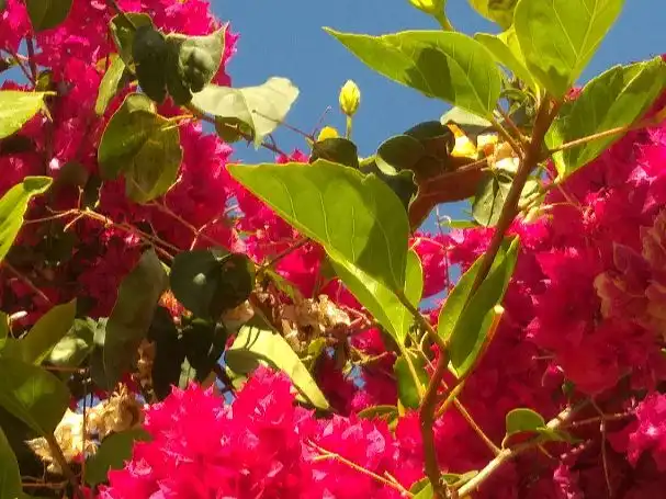 Jardí de Casa o xalet en venda en Telde amb Terrassa