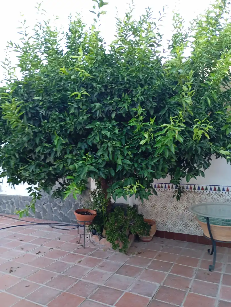 Reihenhaus mit Terrasse zum Verkauf in Fuente Vaqueros, imagen 10