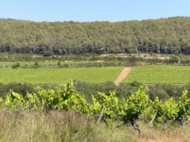 Terreno rustico in vendita a Carrer del Camp 9