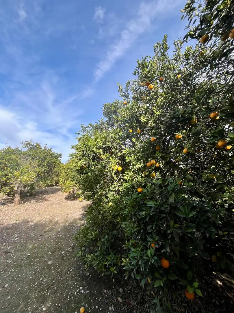 Grundstücke und Bauplätze zum Verkauf in Oria, imagen 16