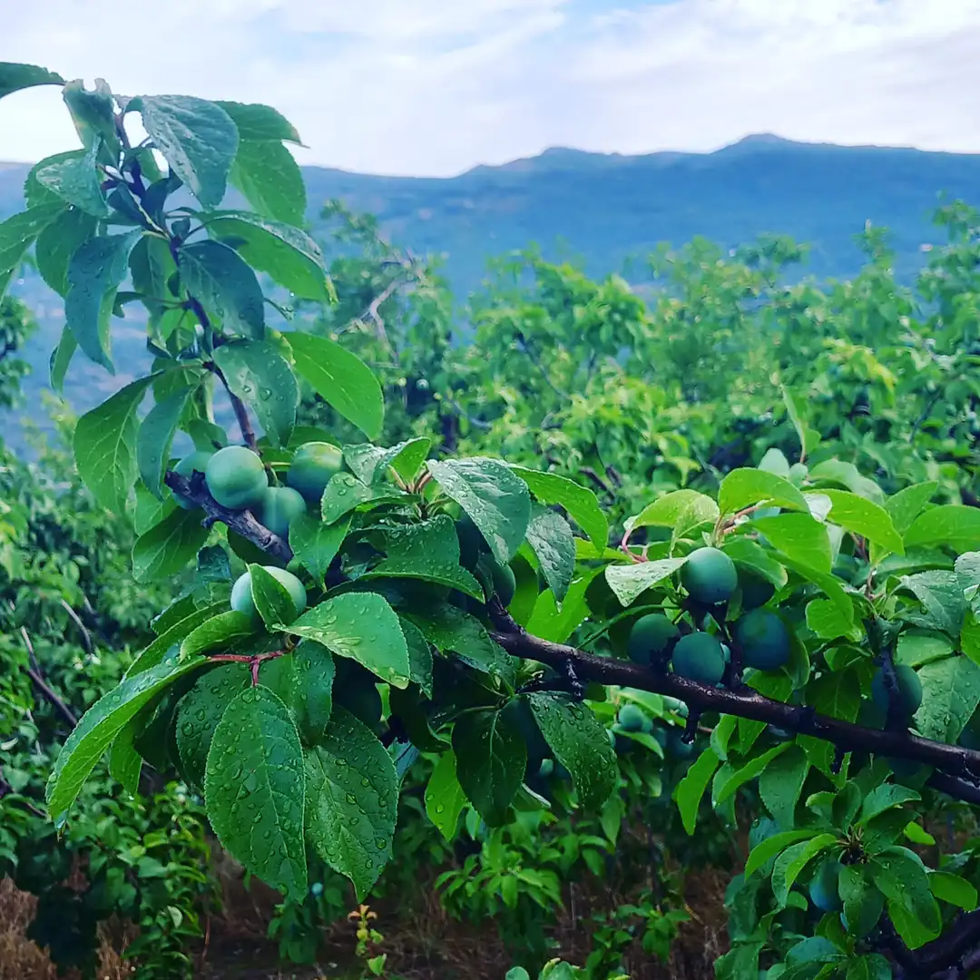Terreni e lotti in vendita a Casas del Castañar, imagen 19