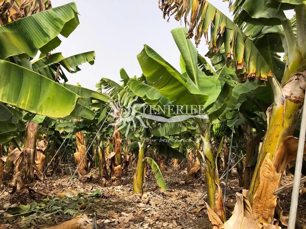 Finca rústica en venta en Guía de Isora con Jardín privado, Trastero y Amueblado