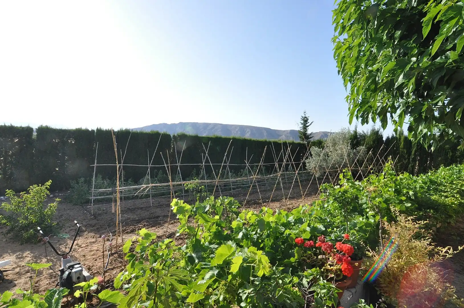 Jardín de Casa o chalet en venta en Villena