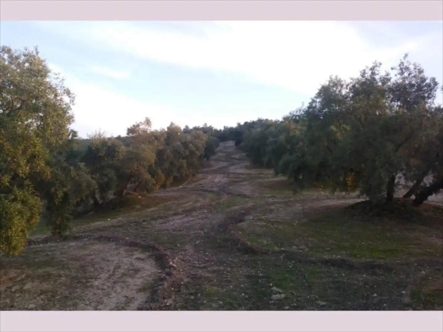 Terreno rustico in vendita a Cabra, imagen 9