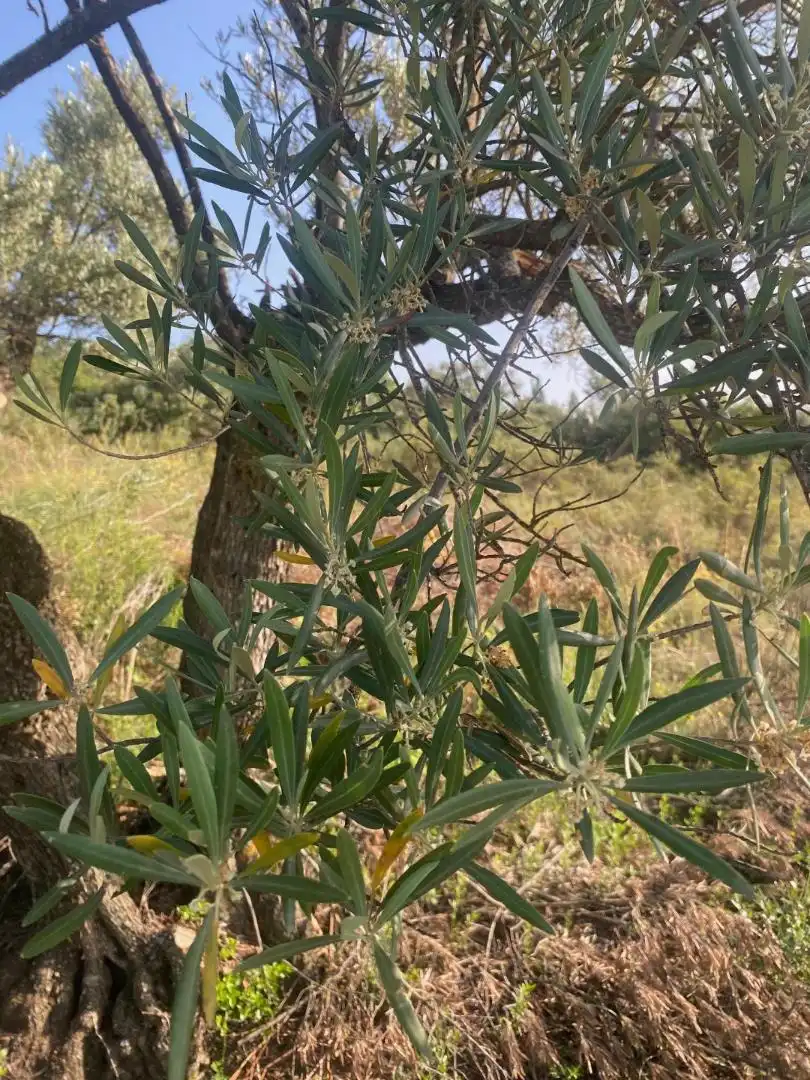 Garten von Grundstücke zur Miete in Loranca de Tajuña