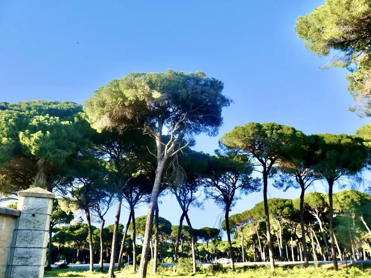 Vista exterior de Casa o xalet en venda en Hinojos amb Jardí privat i Moblat