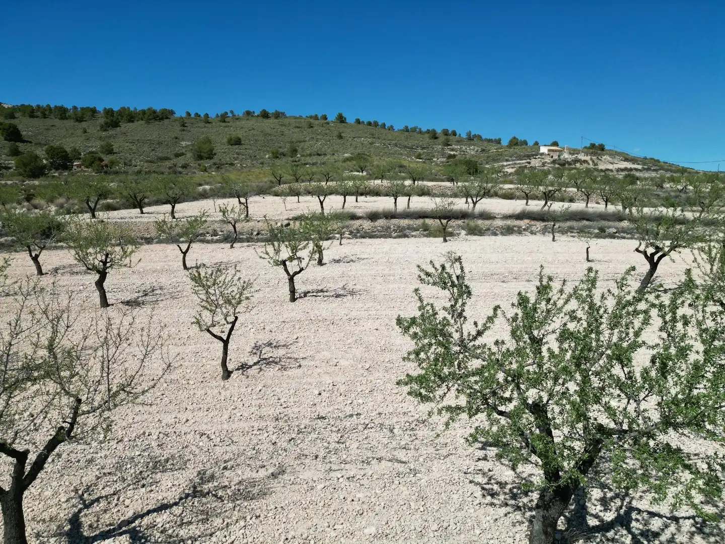 Terreny residencial en venda a Jumilla, imagen 3