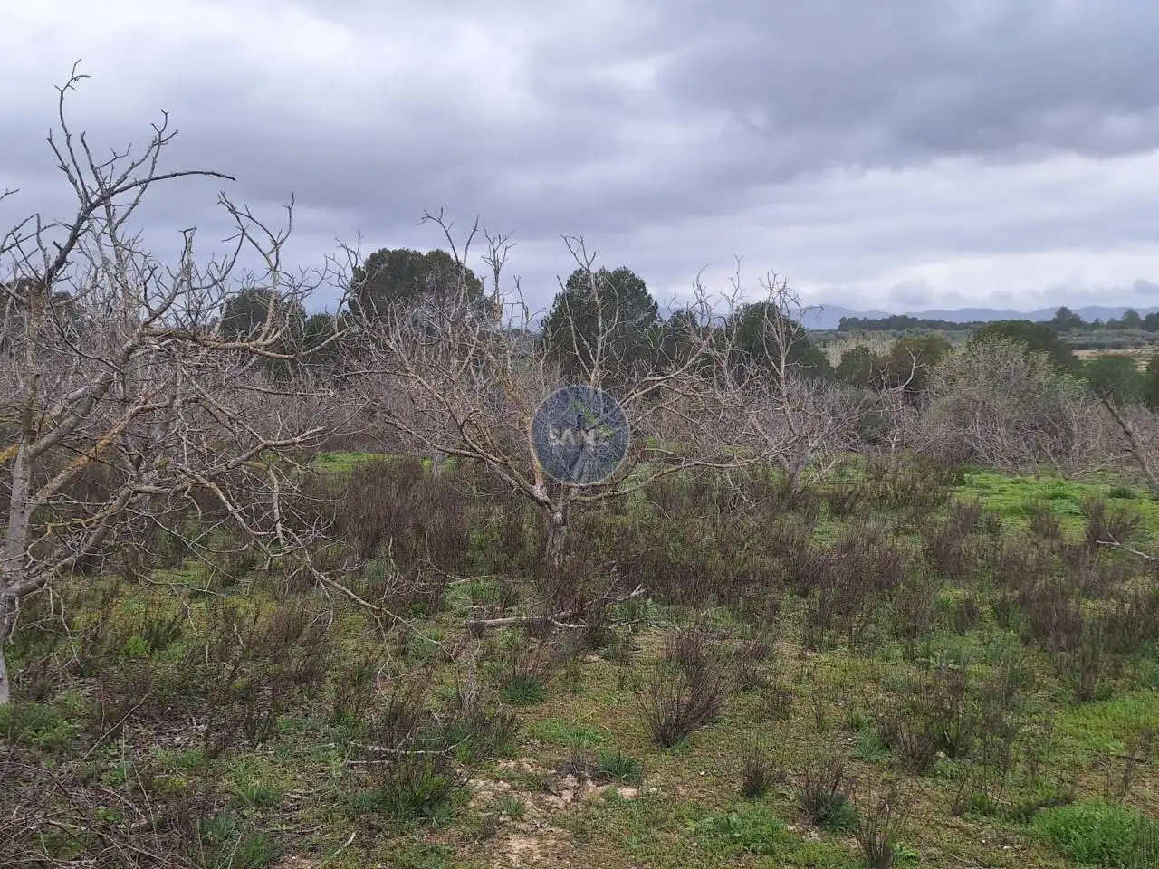 Terreny rústic en venda a Pda Barranc de l´Algar, imagen 10