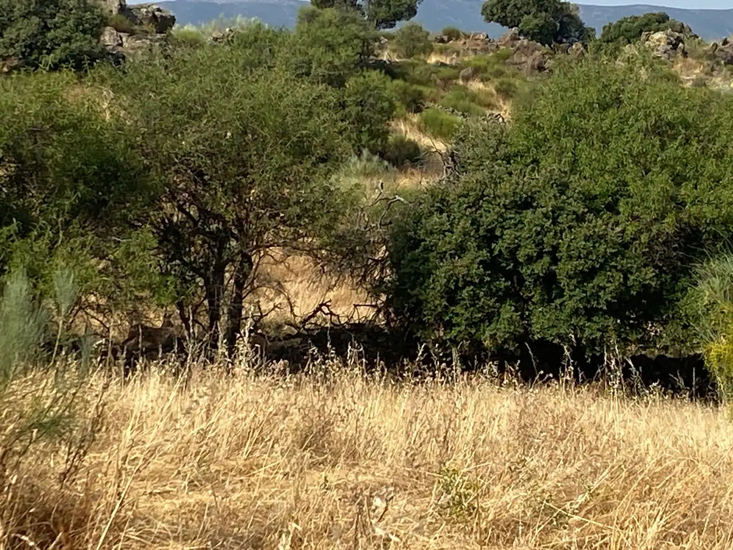 Grundstücke zum Verkauf in Aldeanueva de San Bartolomé