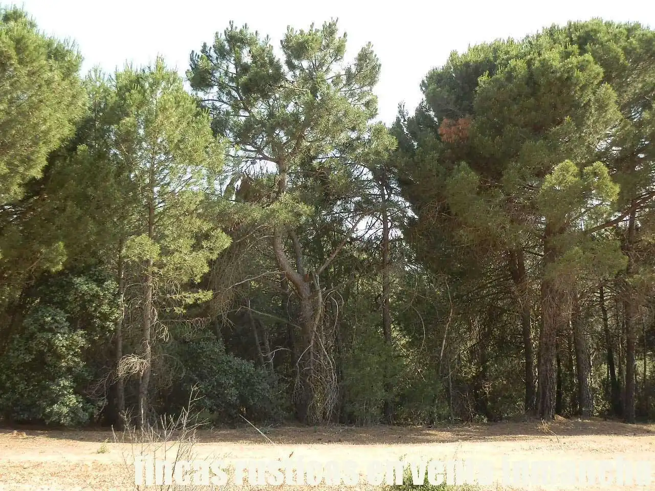 Terreni e lotti in vendita a Pozoamargo, imagen 6