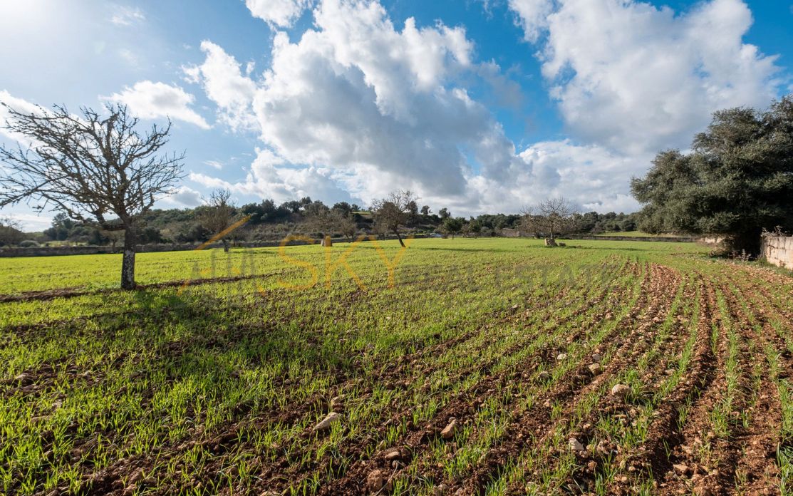Grundstücke zum verkauf in Ariany