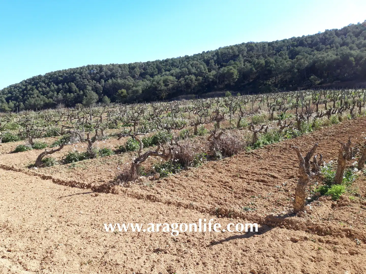 Finca rústica en venta en Nonaspe