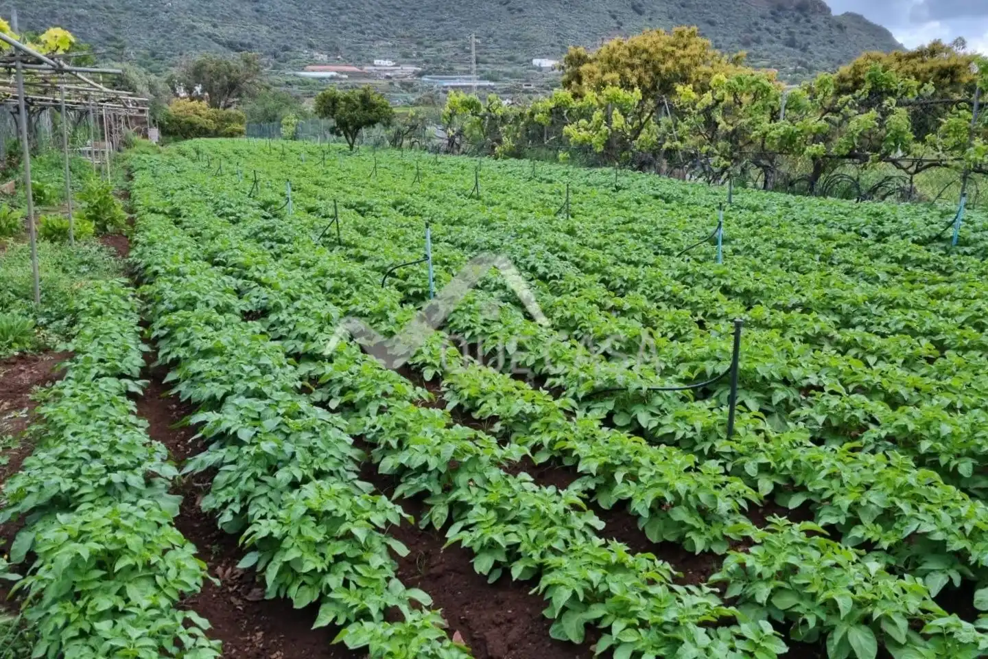 Finca rústica en venta en Valsequillo de Gran Canaria