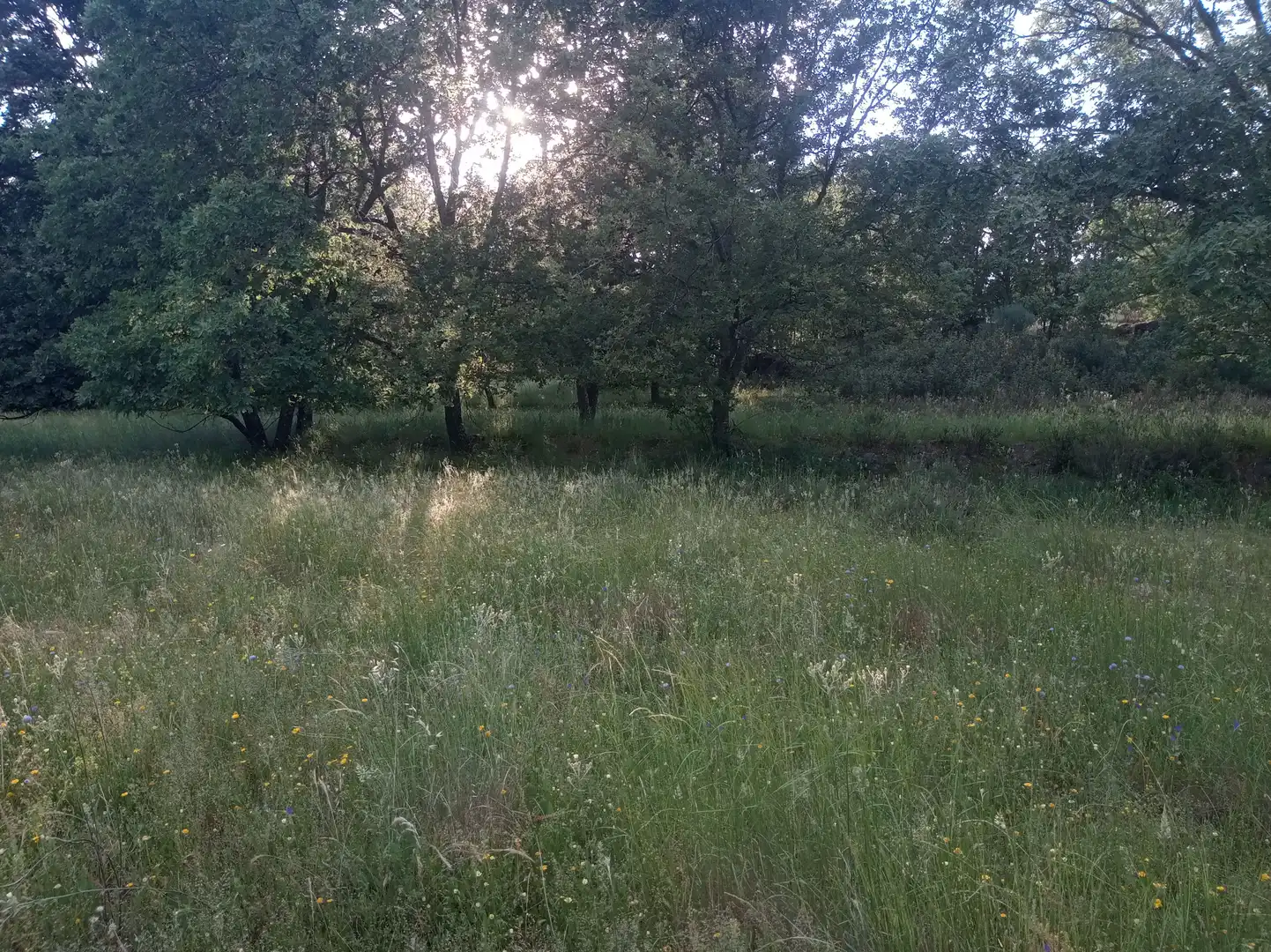Terreni e lotti in vendita a Jarandilla de la Vera, imagen 10