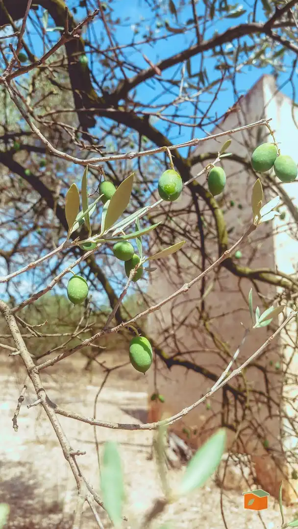 Maison rustique à vendre à Ulldecona, imagen 14
