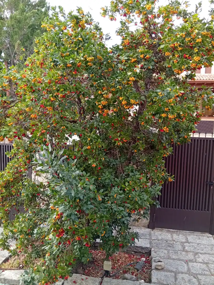 Jardí de Casa o xalet en venda en Guadalix de la Sierra amb Jardí privat, Terrassa i Traster