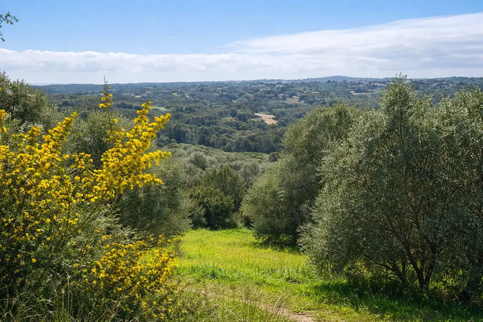 Terreni e lotti in vendita a Sotogrande Alto, imagen 3