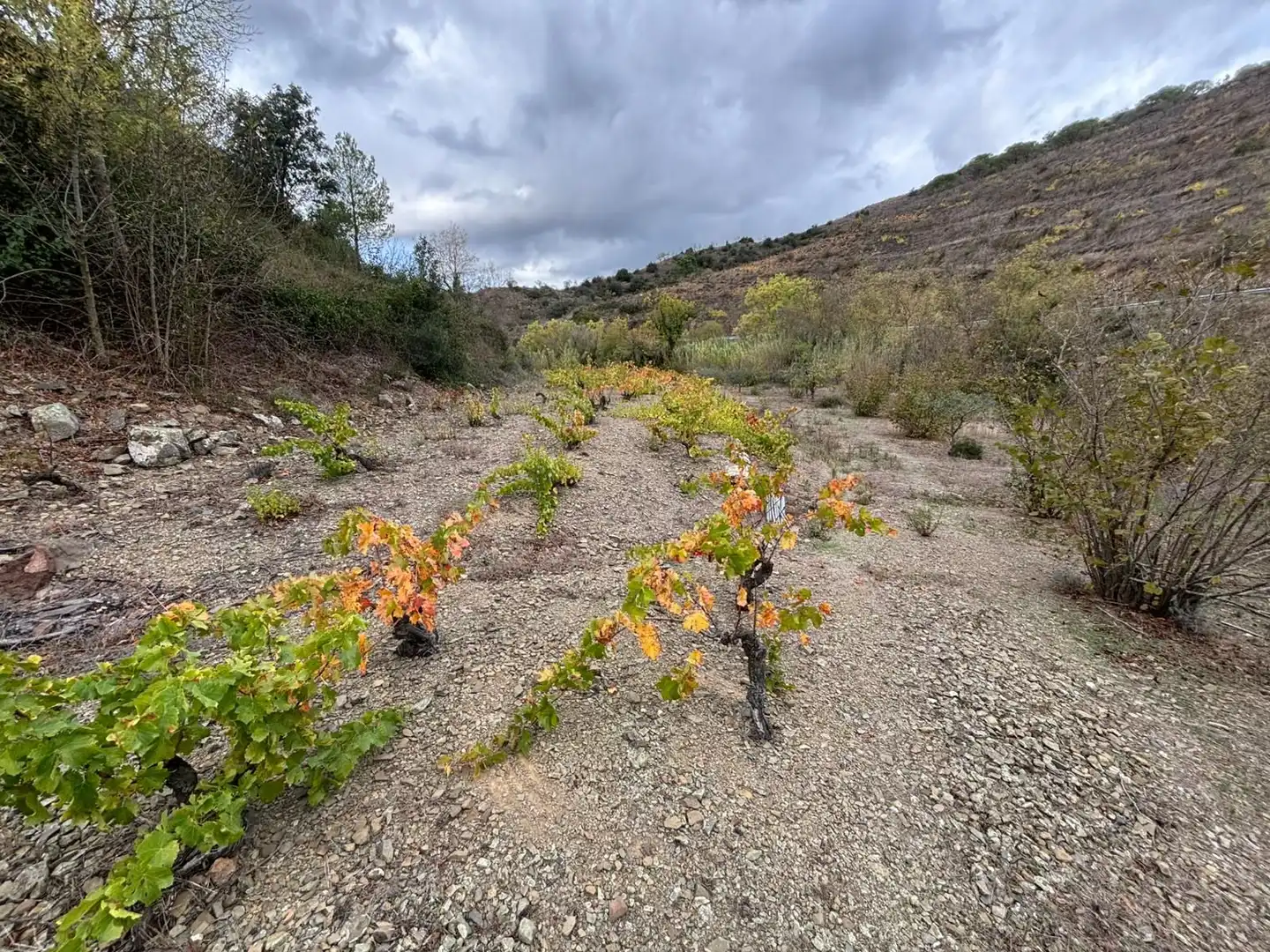 Terreno rústico en venta en Porrera, imagen 13