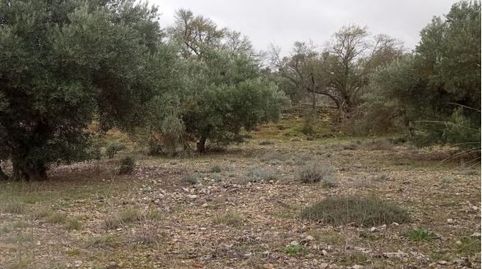 PARCELA DE OLIVAR PARA CONSUMO PROPIO., imatge 2