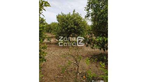 Finca Rustica  Venta Algemesí, Bild 5