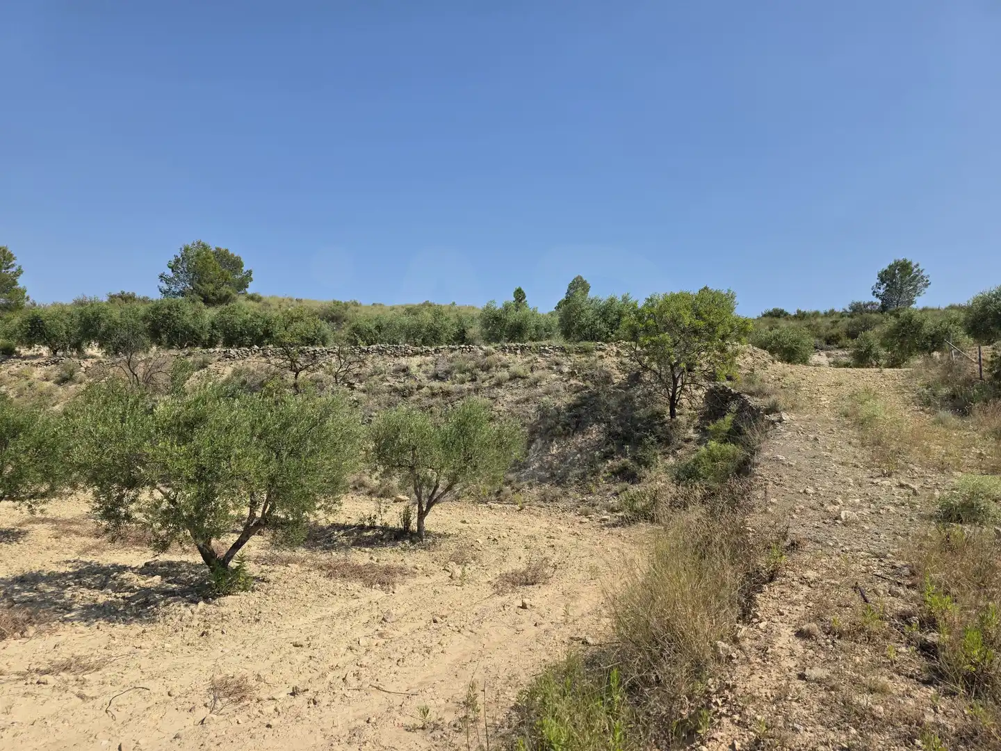 Terreny rústic en venda a Calasparra, imagen 7