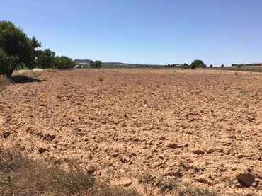 Terreno rustico in vendita a Almansa
