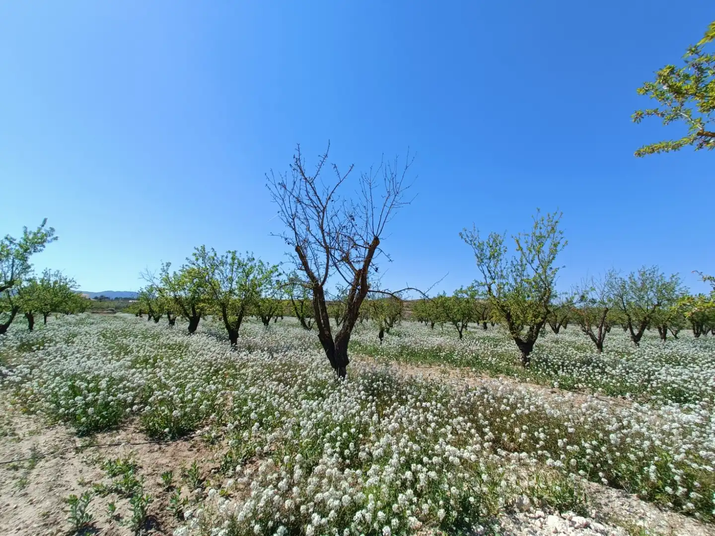 Villa à vendre à El Pinós / Pinoso, imagen 6
