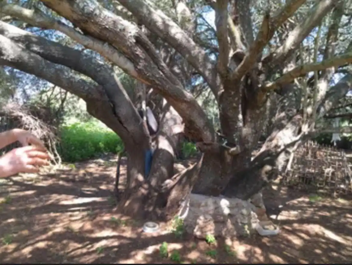Jardí de Finca rústica en venda en Barbate
